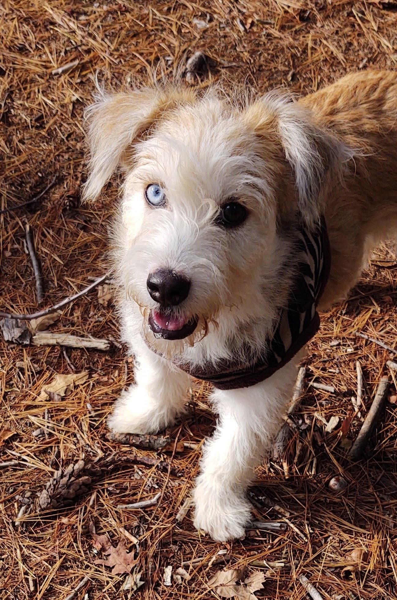 Enlarge Stella- meet me Saturday, a Adoptable Terrier in Croydon, NH image 3/3