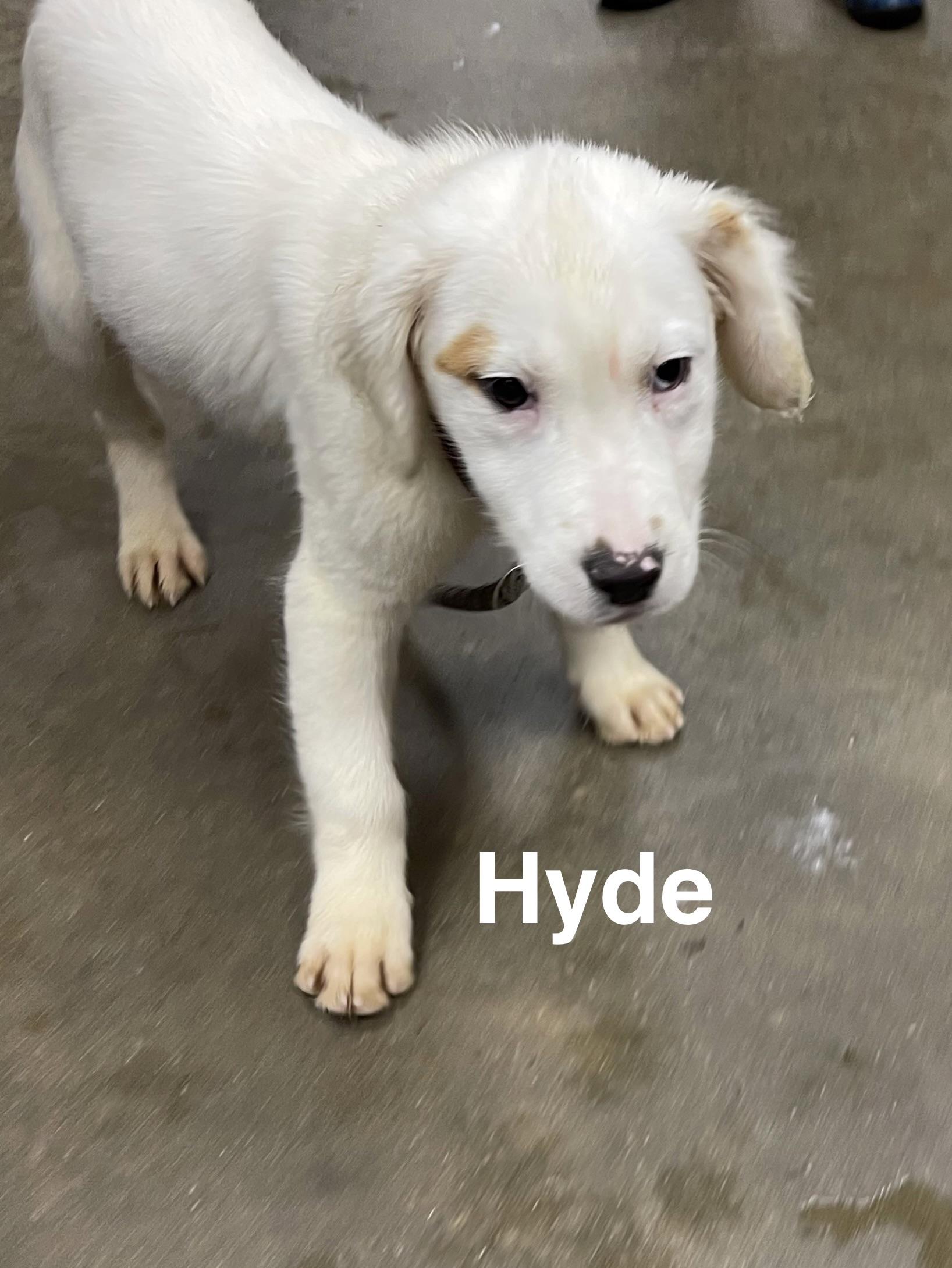 Enlarge Hyde, a ADOPTABLE Mixed Breed in Alexander City, AL image 1/1
