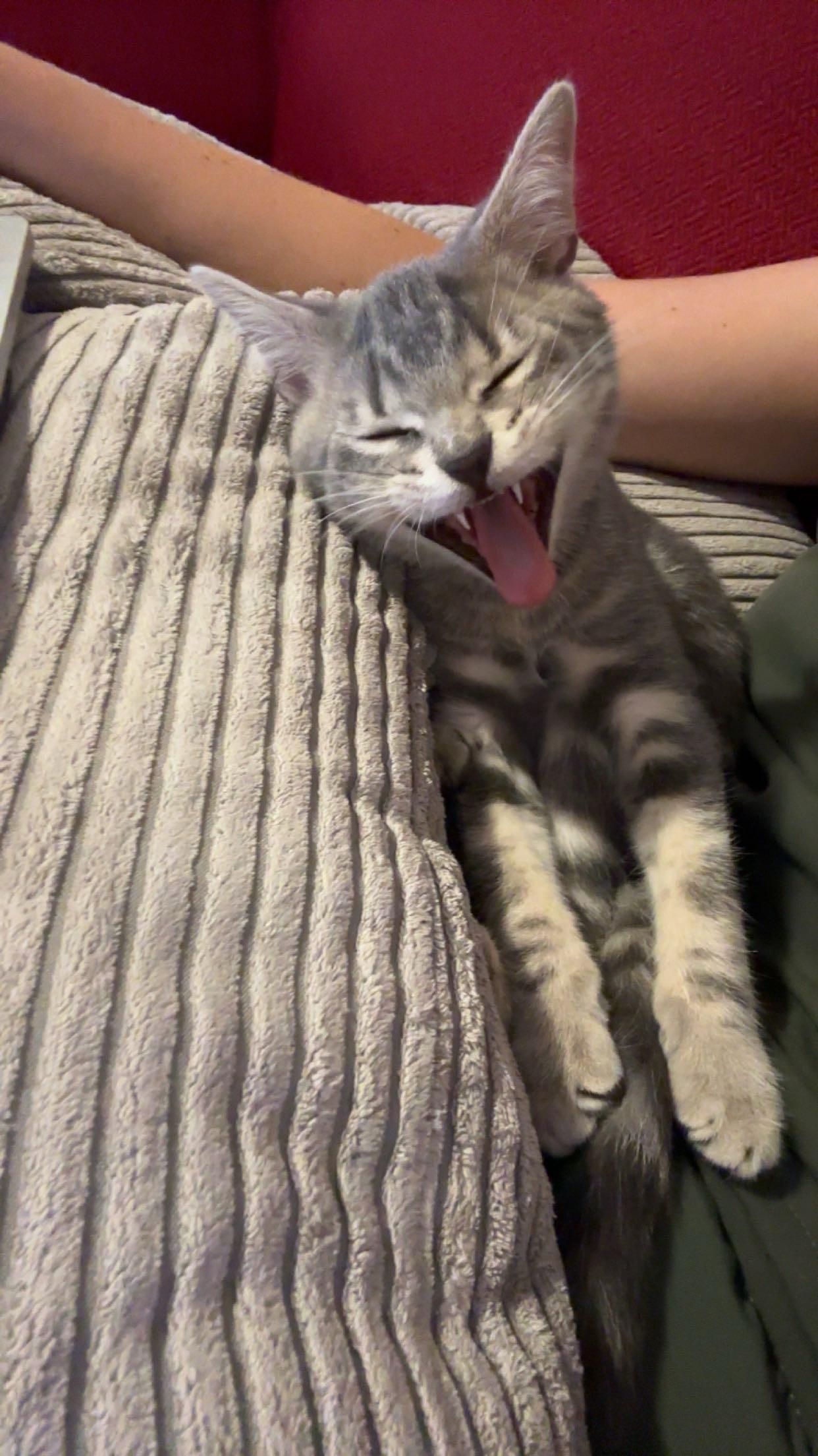 Boone, a Adoptable Domestic Short Hair in Mississippi State, MS image 4/6