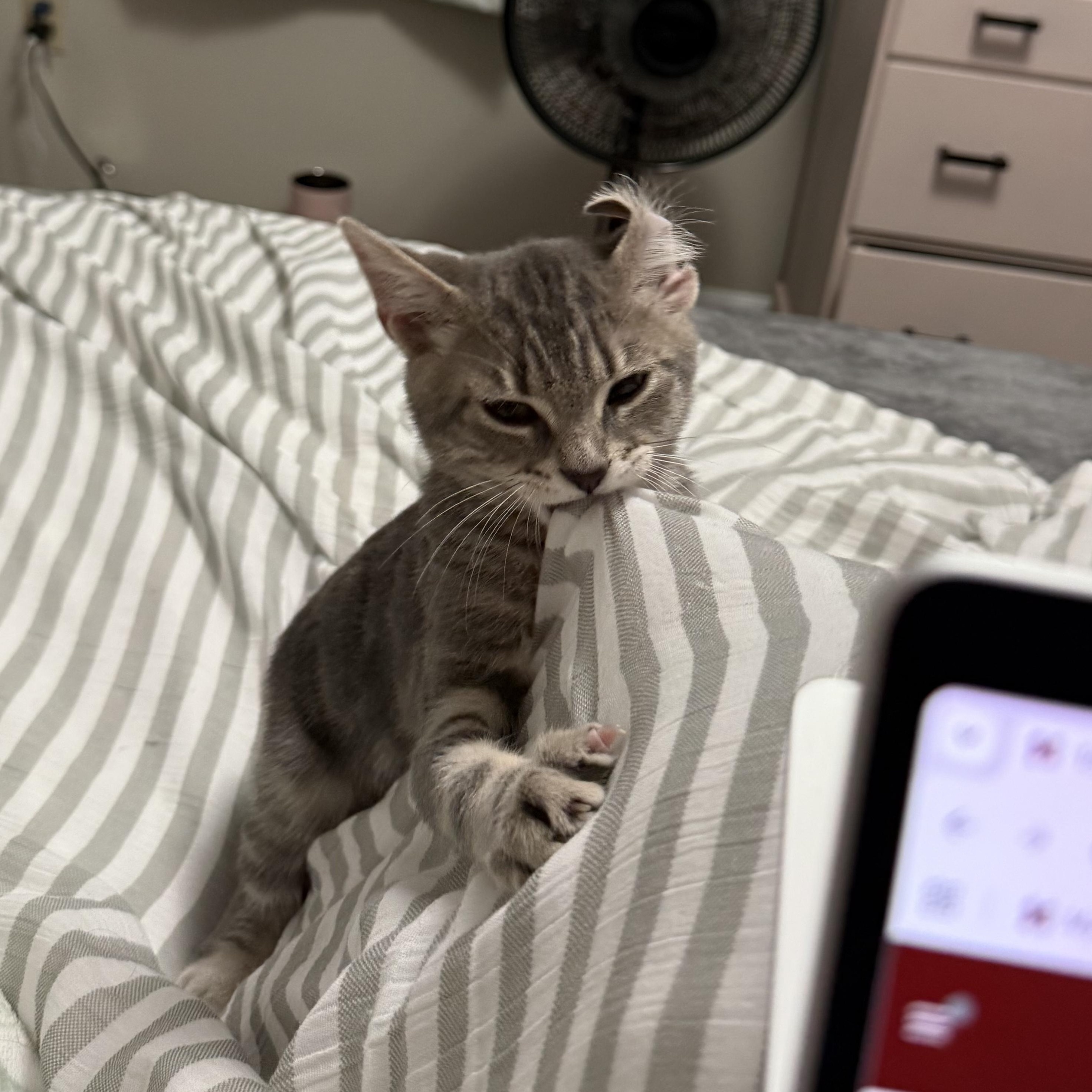 Boone, a Adoptable Domestic Short Hair in Mississippi State, MS image 6/6
