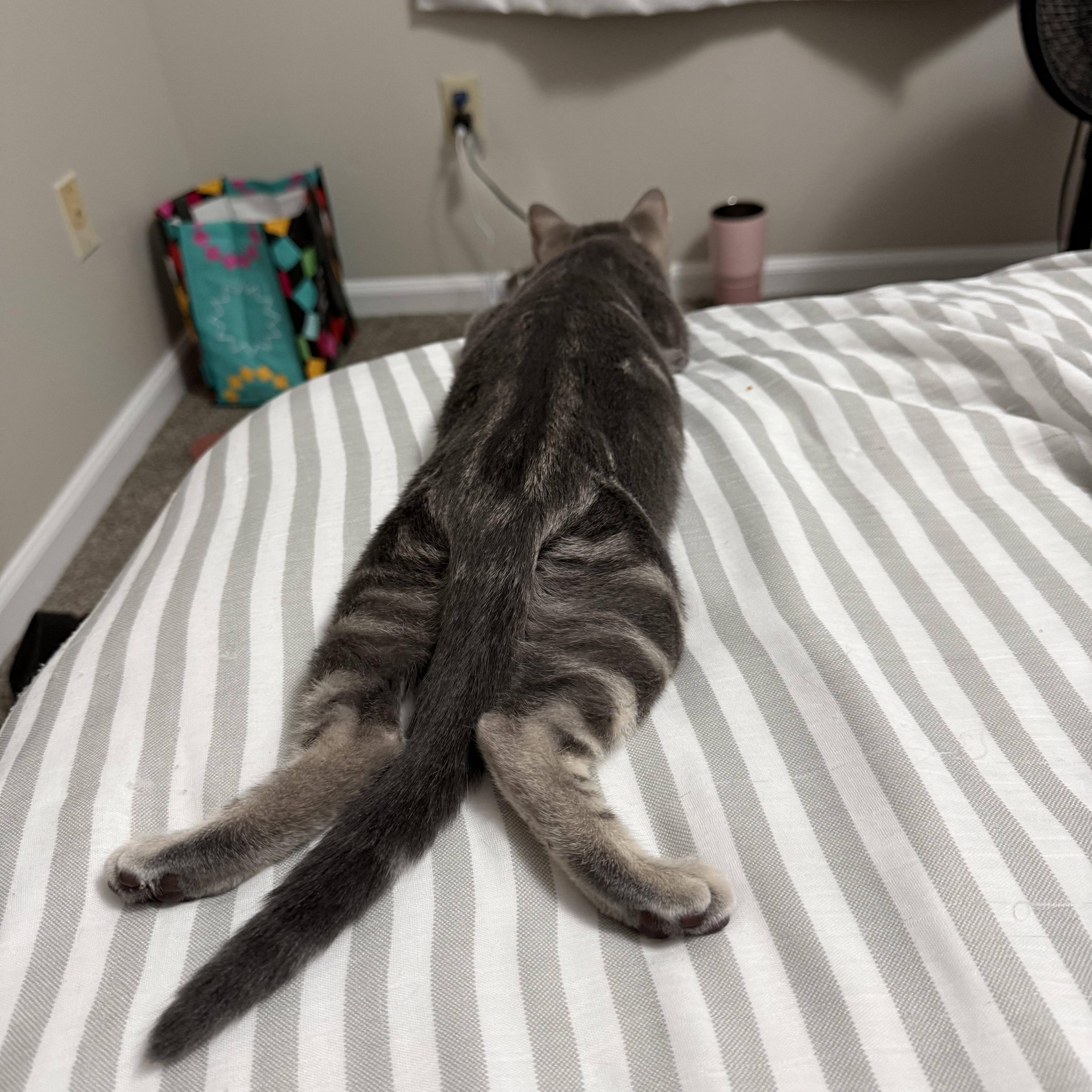Boone, a Adoptable Domestic Short Hair in Mississippi State, MS image 3/6