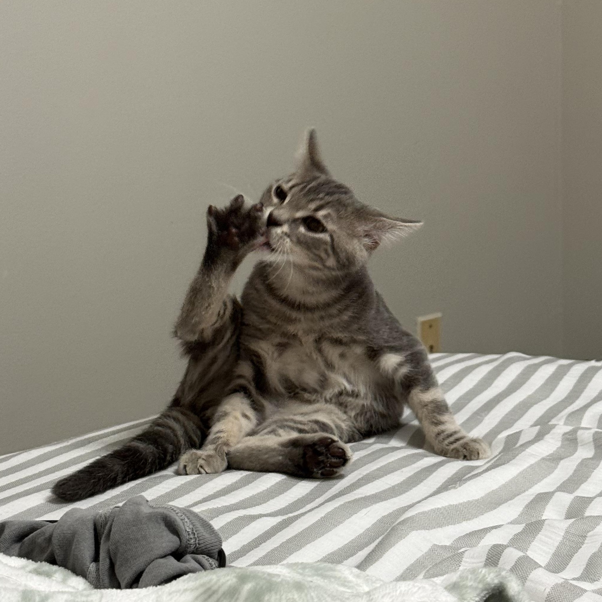 Boone, a Adoptable Domestic Short Hair in Mississippi State, MS image 5/6