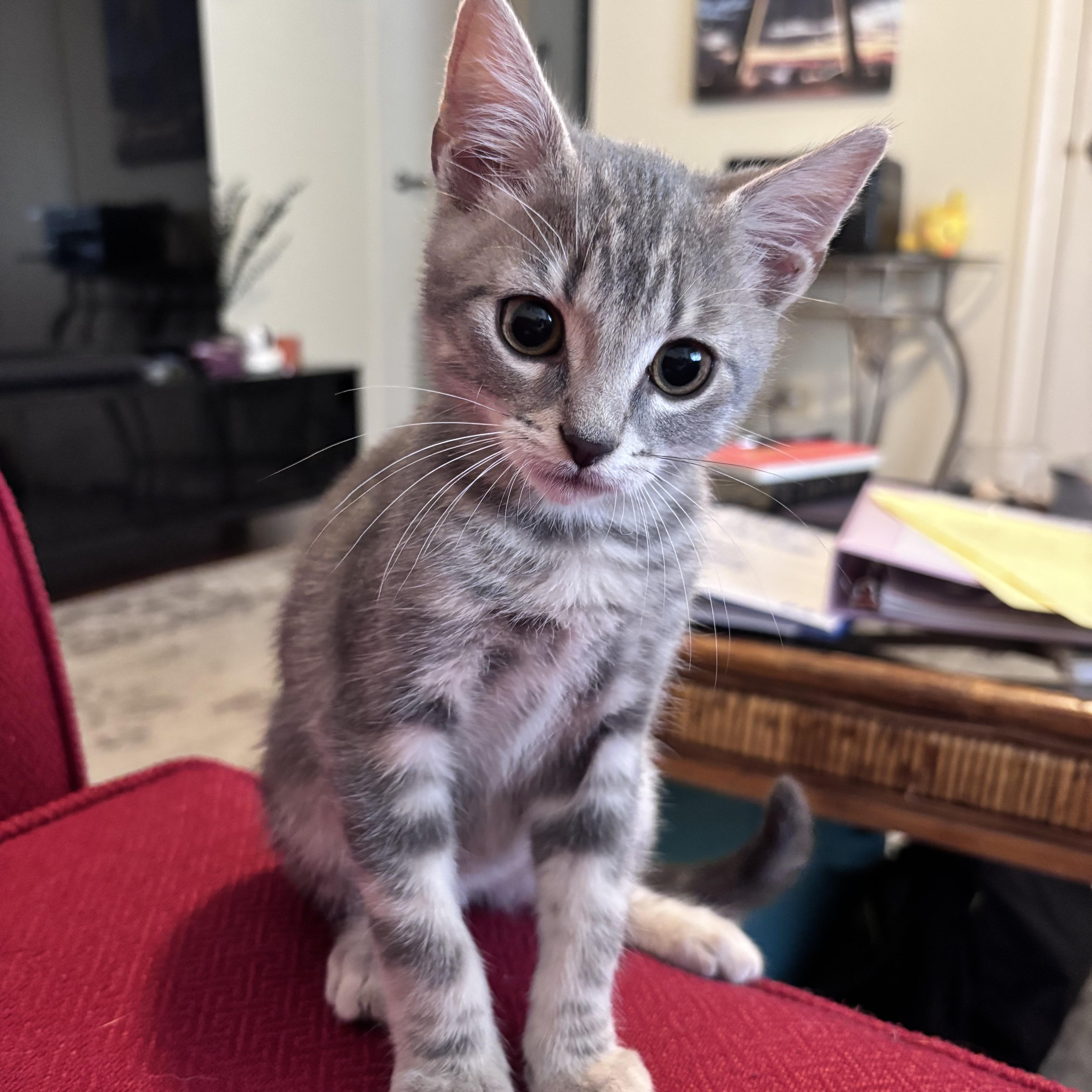 Boone, a Adoptable Domestic Short Hair in Mississippi State, MS image 2/6