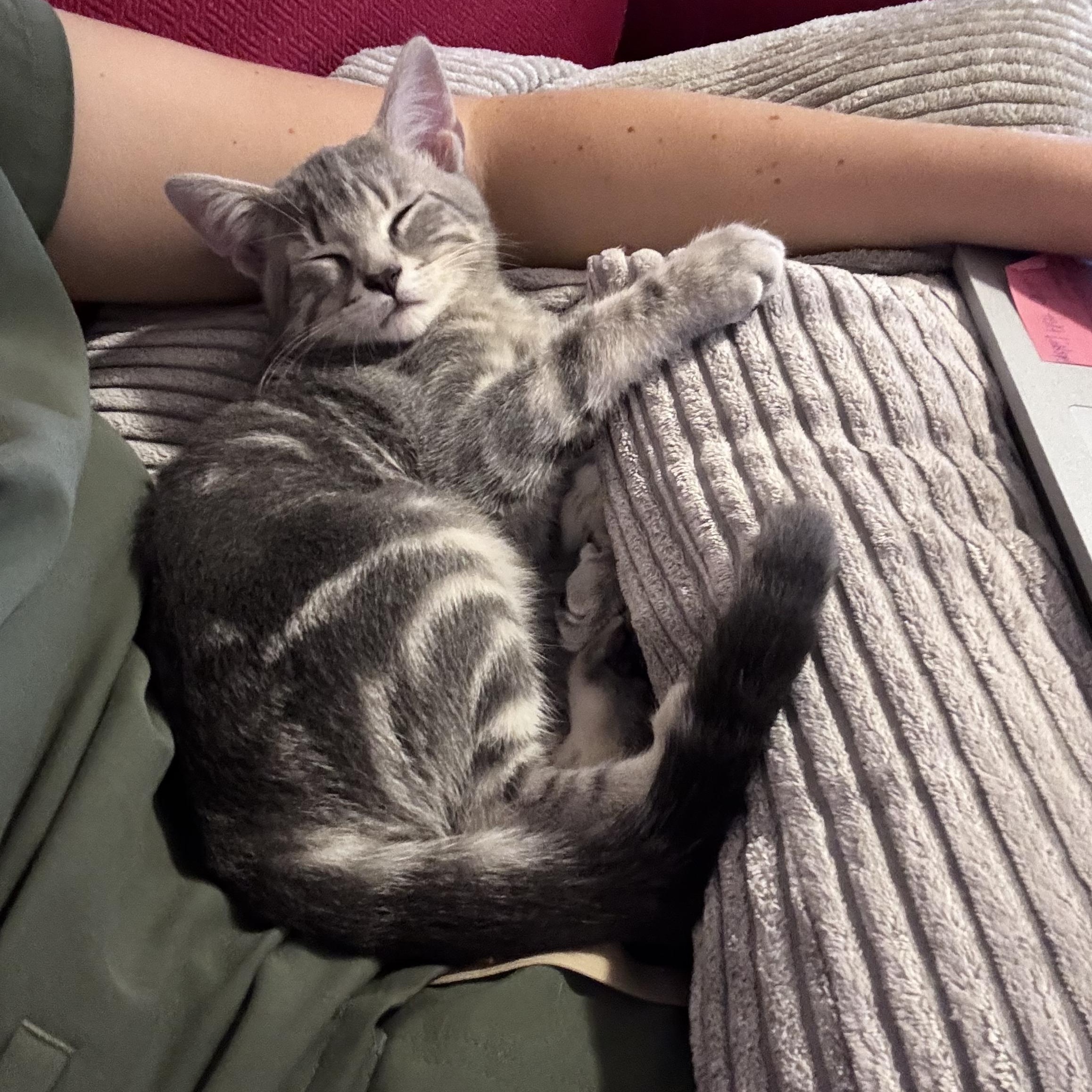 Boone, a Adoptable Domestic Short Hair in Mississippi State, MS image 1/6