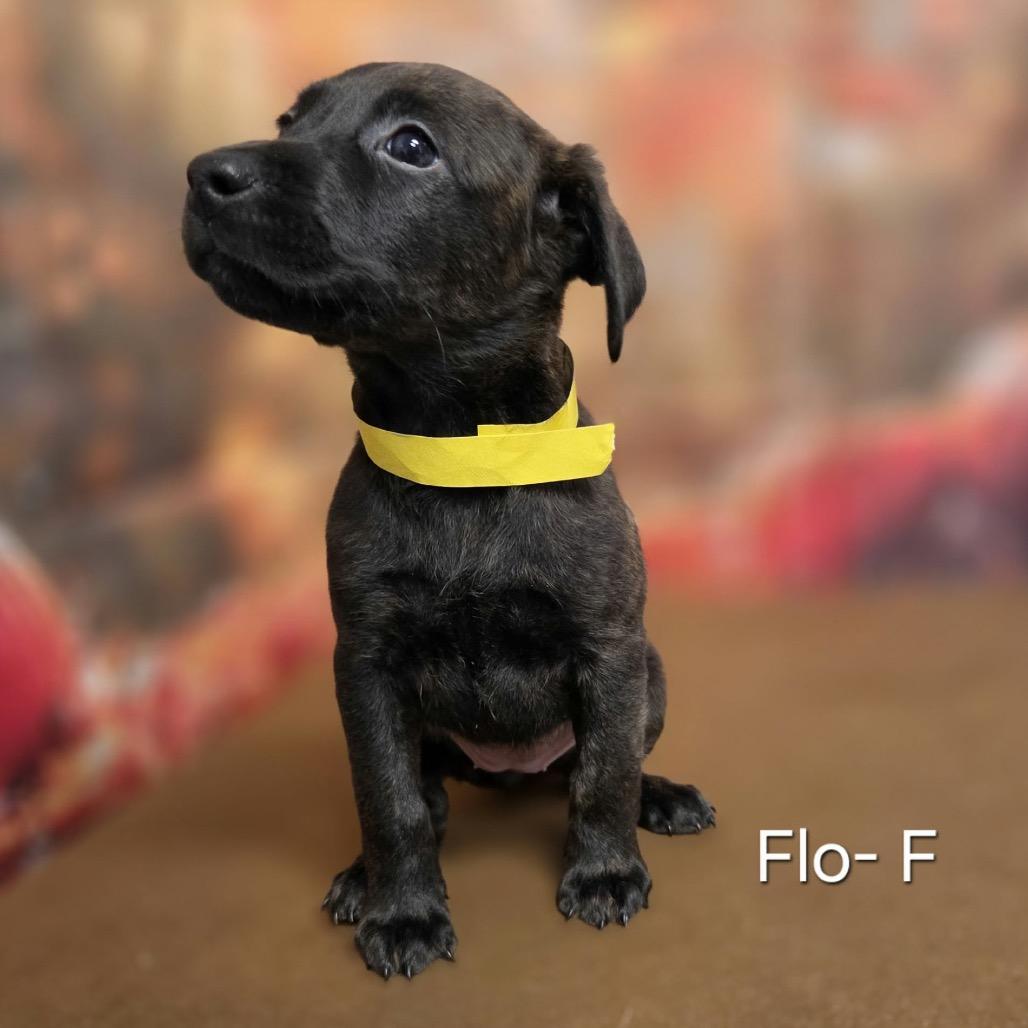 Enlarge Flo, a Adoptable mixed breed in Griswold, CT image 1/1