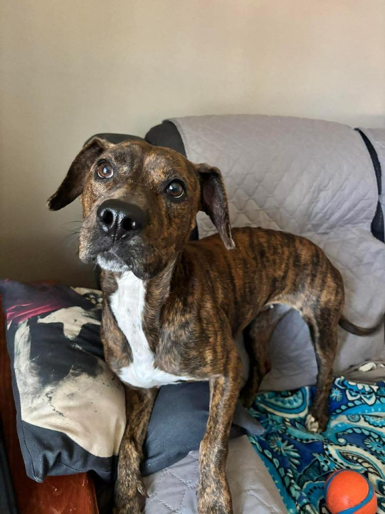 Enlarge Sugar, a Adoptable mixed breed in Alden, NY image 1/4