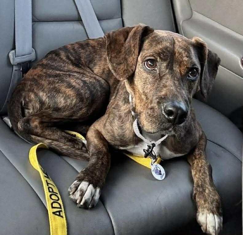 Enlarge Sugar, a Adoptable mixed breed in Alden, NY image 2/4