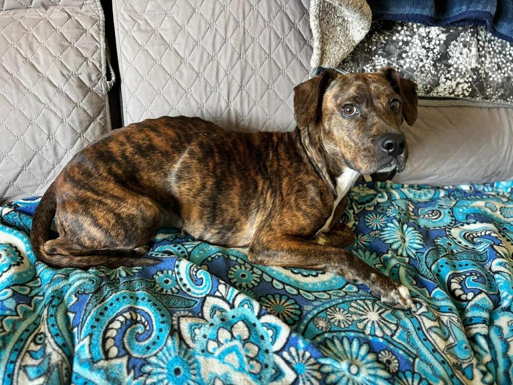 Enlarge Sugar, a Adoptable mixed breed in Alden, NY image 3/4