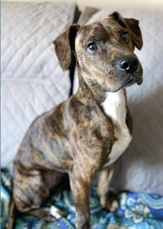 Enlarge Sugar, a Adoptable mixed breed in Alden, NY image 4/4