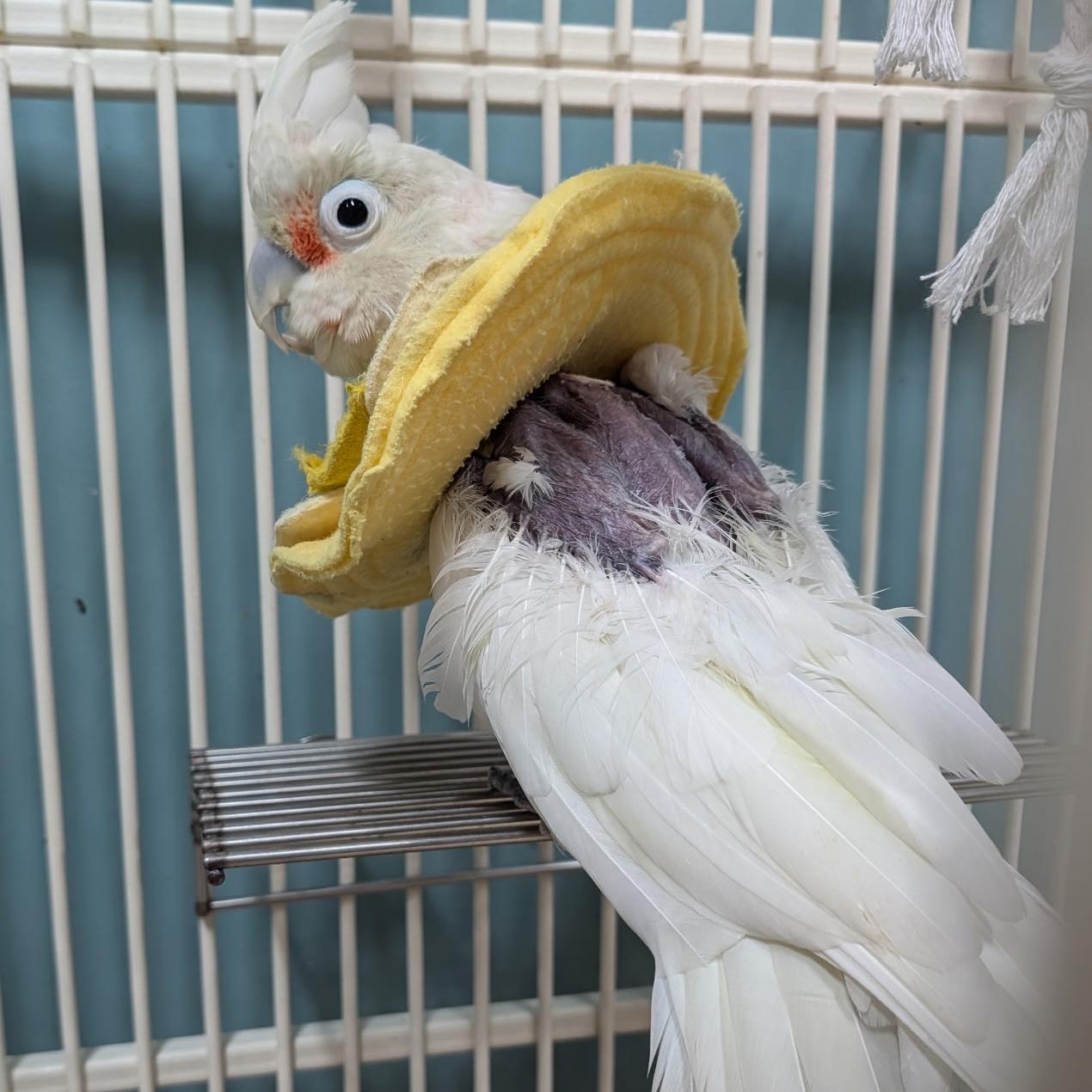 Enlarge Puffin, a Adoptable Cockatoo in Jacksonville, FL image 4/4