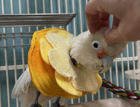 Enlarge Puffin, a Adoptable Cockatoo in Jacksonville, FL image 2/4