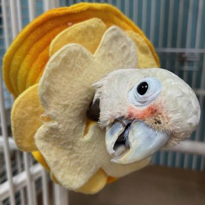 Enlarge Puffin, a Adoptable Cockatoo in Jacksonville, FL image 3/4