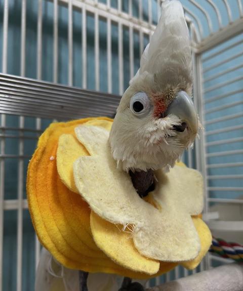 Puffin, Adoptable, Adult Male Cockatoo.