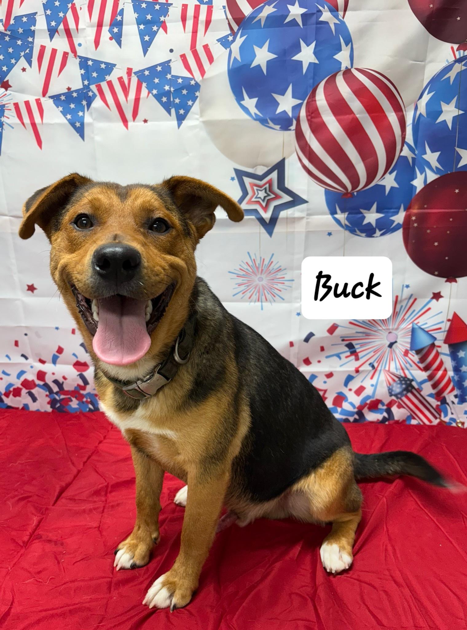 Buck, Adult Male Beagle