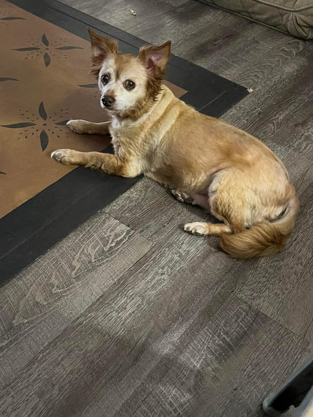 Enlarge Molly, a ADOPTABLE mixed breed in Amherst, VA image 2/2