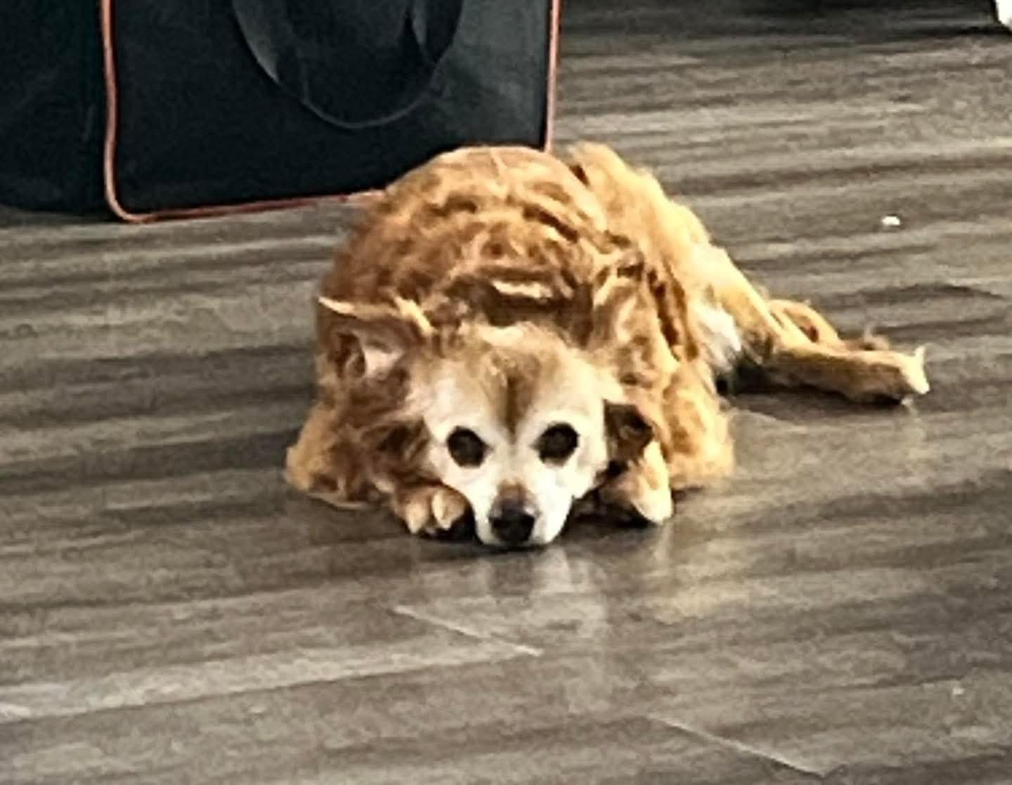 Molly, ADOPTABLE, Senior Female Chihuahua.