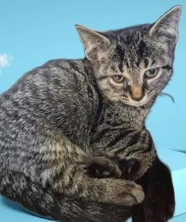 PeanutSauce, Adoptable, Young Male Domestic Short Hair & Domestic Short Hair.