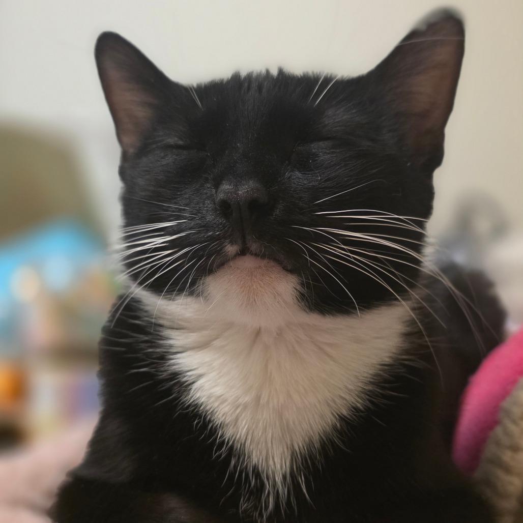 Oreo, Adoptable, Young Female Domestic Short Hair.
