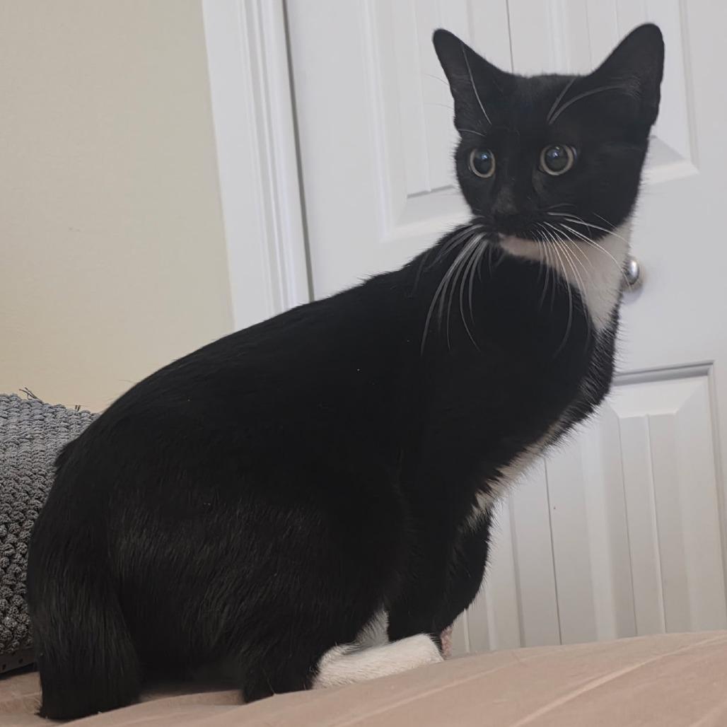 Oreo, Adoptable, Young Female Domestic Short Hair.