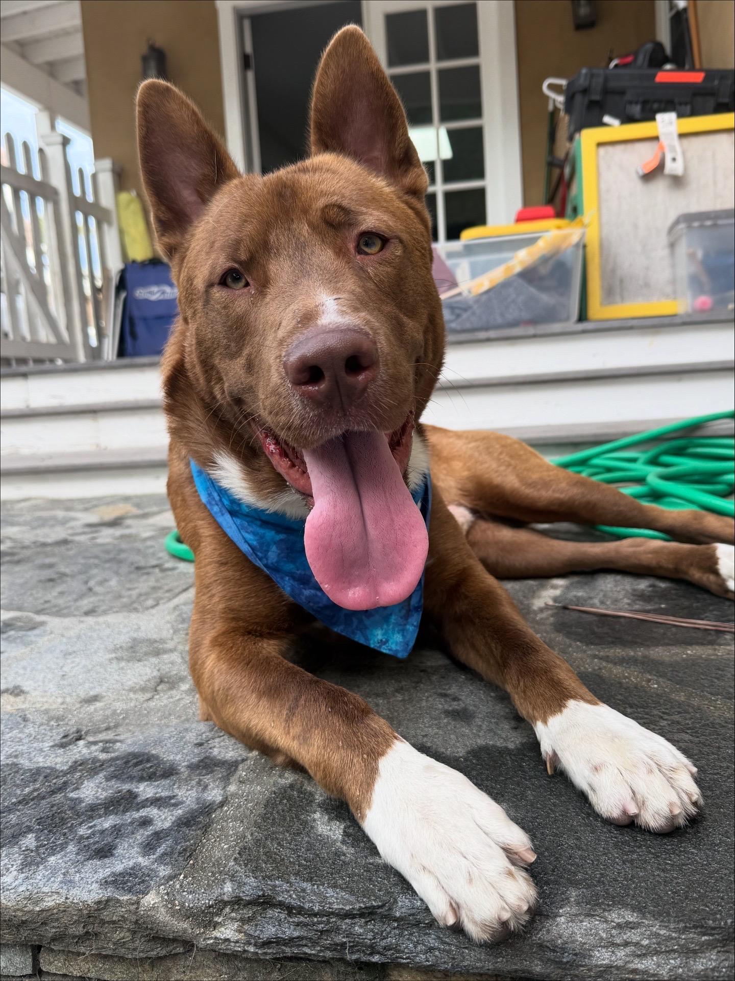 Gus, an adopted mixed breed in Claremont, CA image 2/6