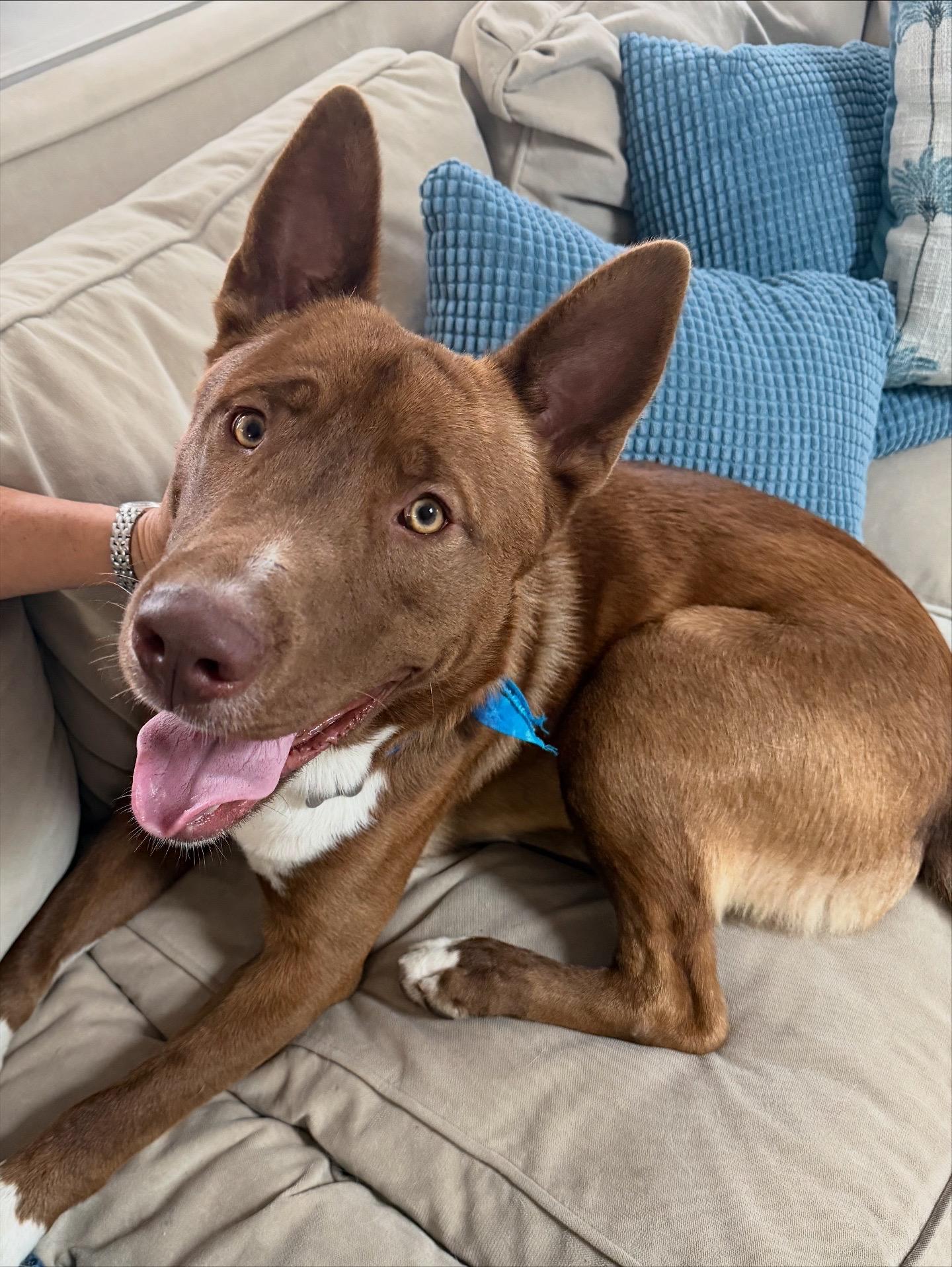 Gus, an adopted mixed breed in Claremont, CA image 3/6