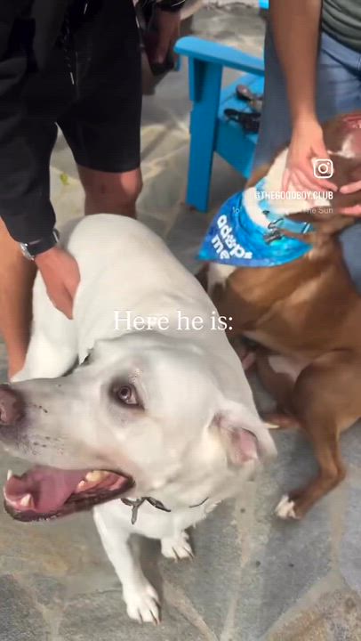 Enlarge Gus, an adopted mixed breed in Claremont, CA video 6/6