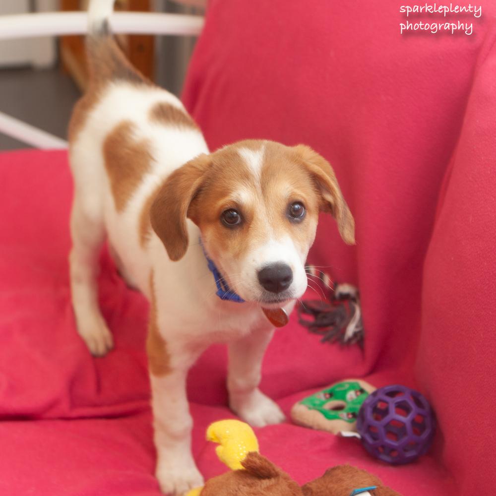 Grace, adoptable, Puppy Female Mixed Breed.
