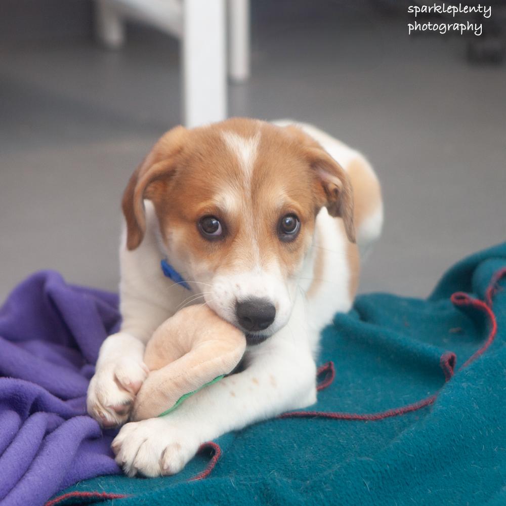 Grace, an adoptable Mixed Breed in Ridgefield, CT image 3/3
