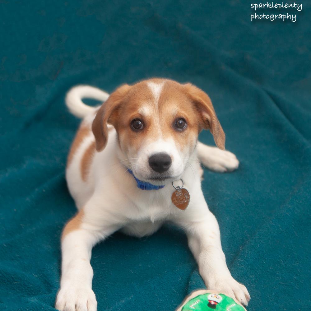 Grace, an adoptable Mixed Breed in Ridgefield, CT image 2/3