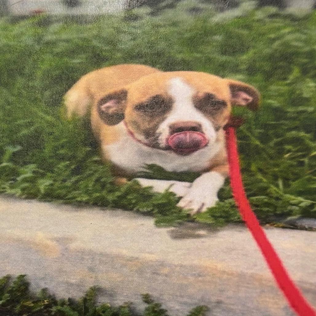 Enlarge Ventura A2245751, a Adoptable American Staffordshire Terrier in Mission Hills, CA image 2/6