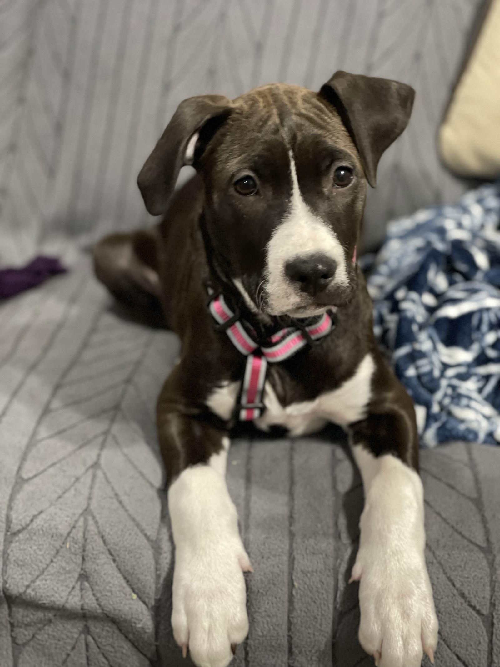 Enlarge Frankie, a Adoptable mixed breed in Barnhart, MO image 1/3