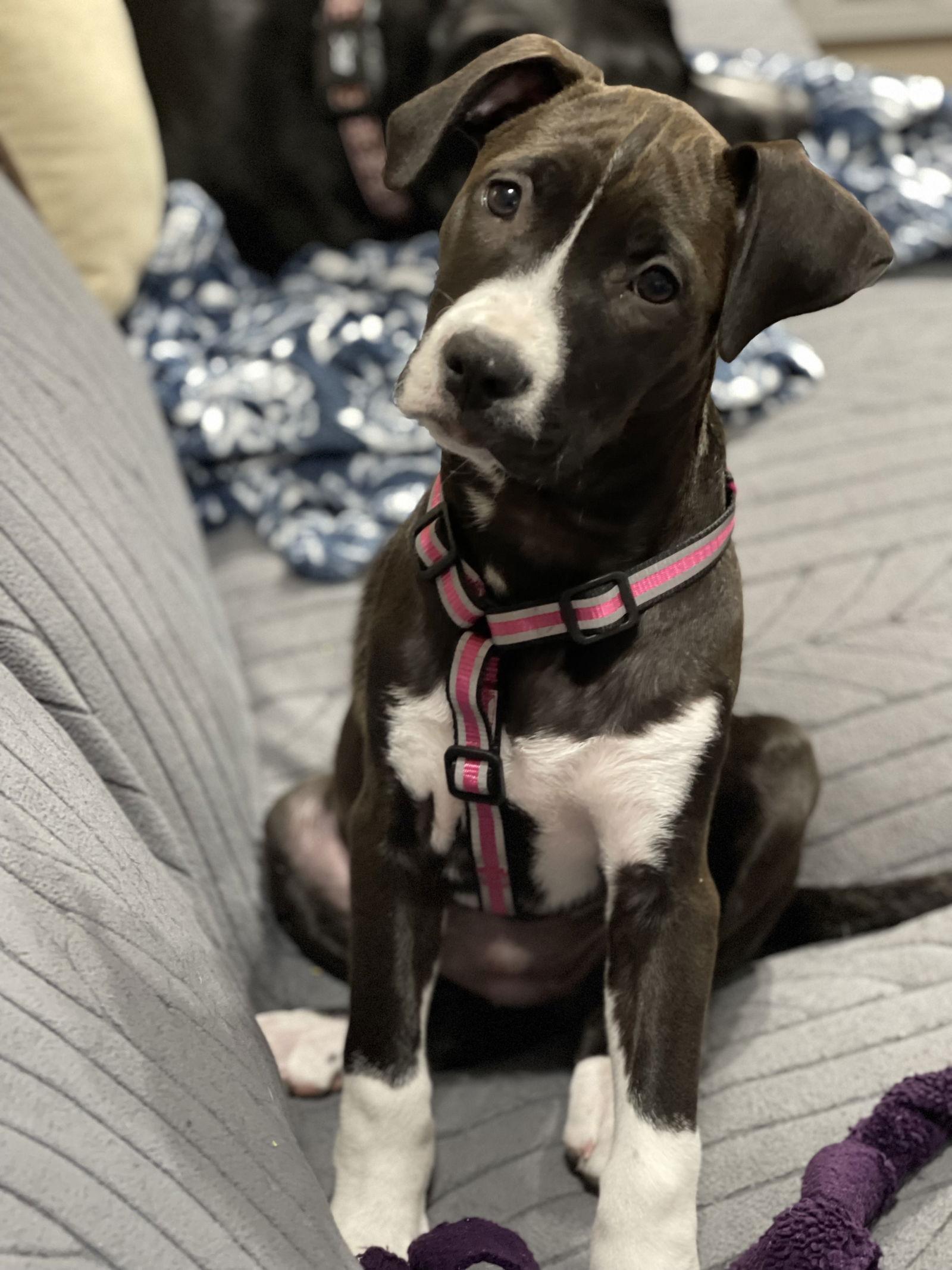 Enlarge Frankie, a Adoptable mixed breed in Barnhart, MO image 2/3