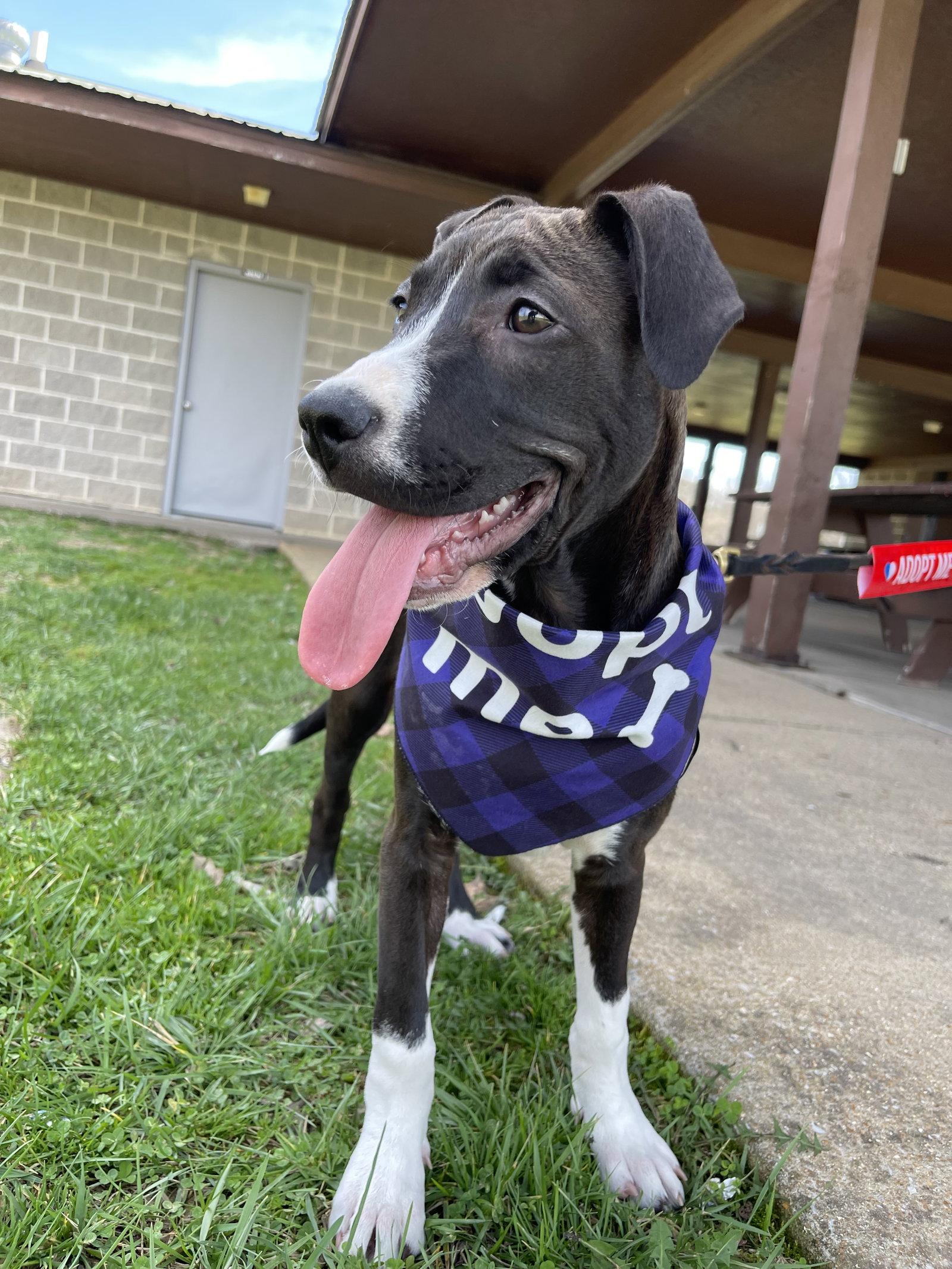 Frankie, Adoptable, Puppy Female Pit Bull Terrier & Pit Bull Terrier.