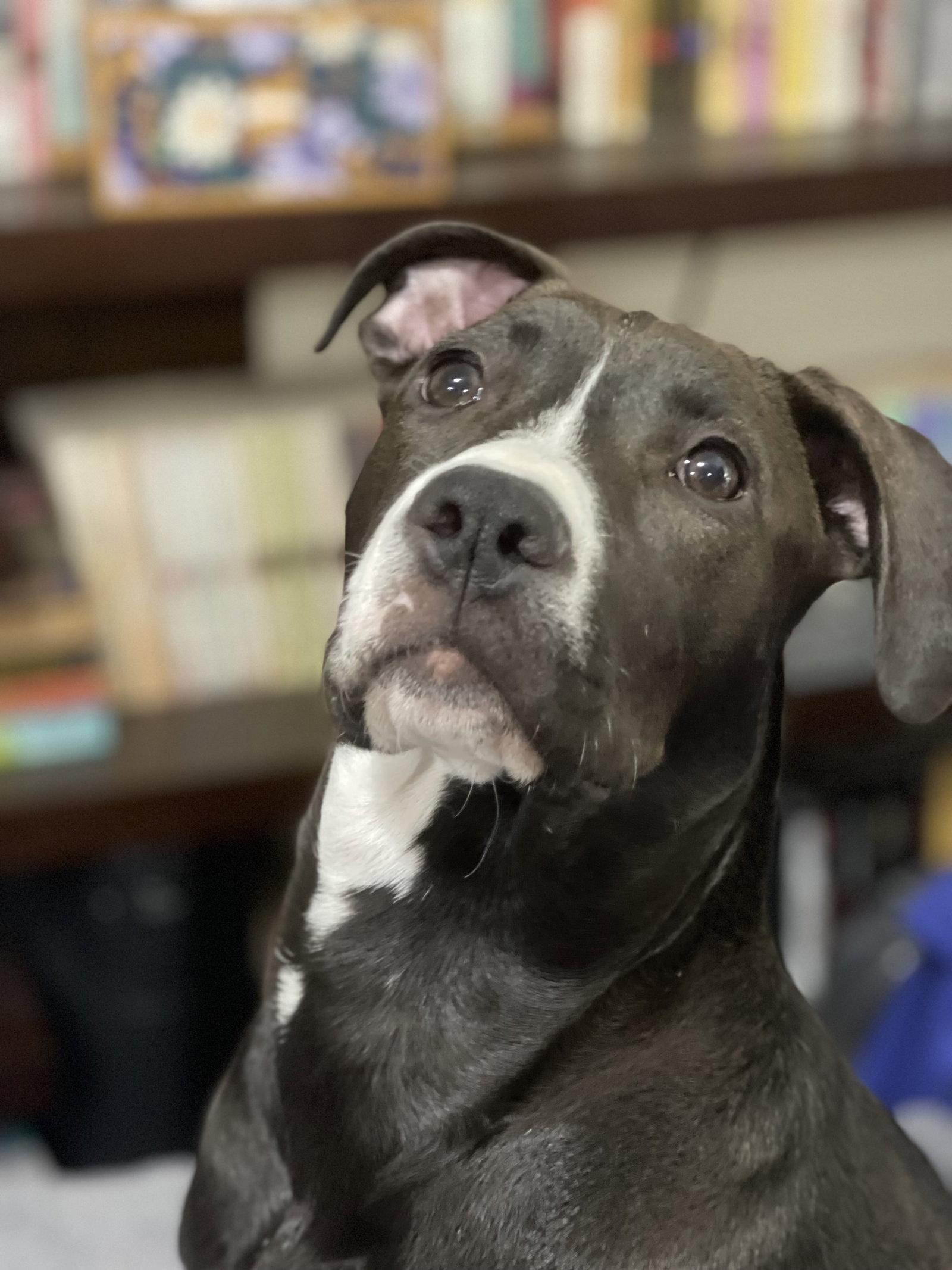 Frankie, a Adoptable mixed breed in Barnhart, MO image 1/3
