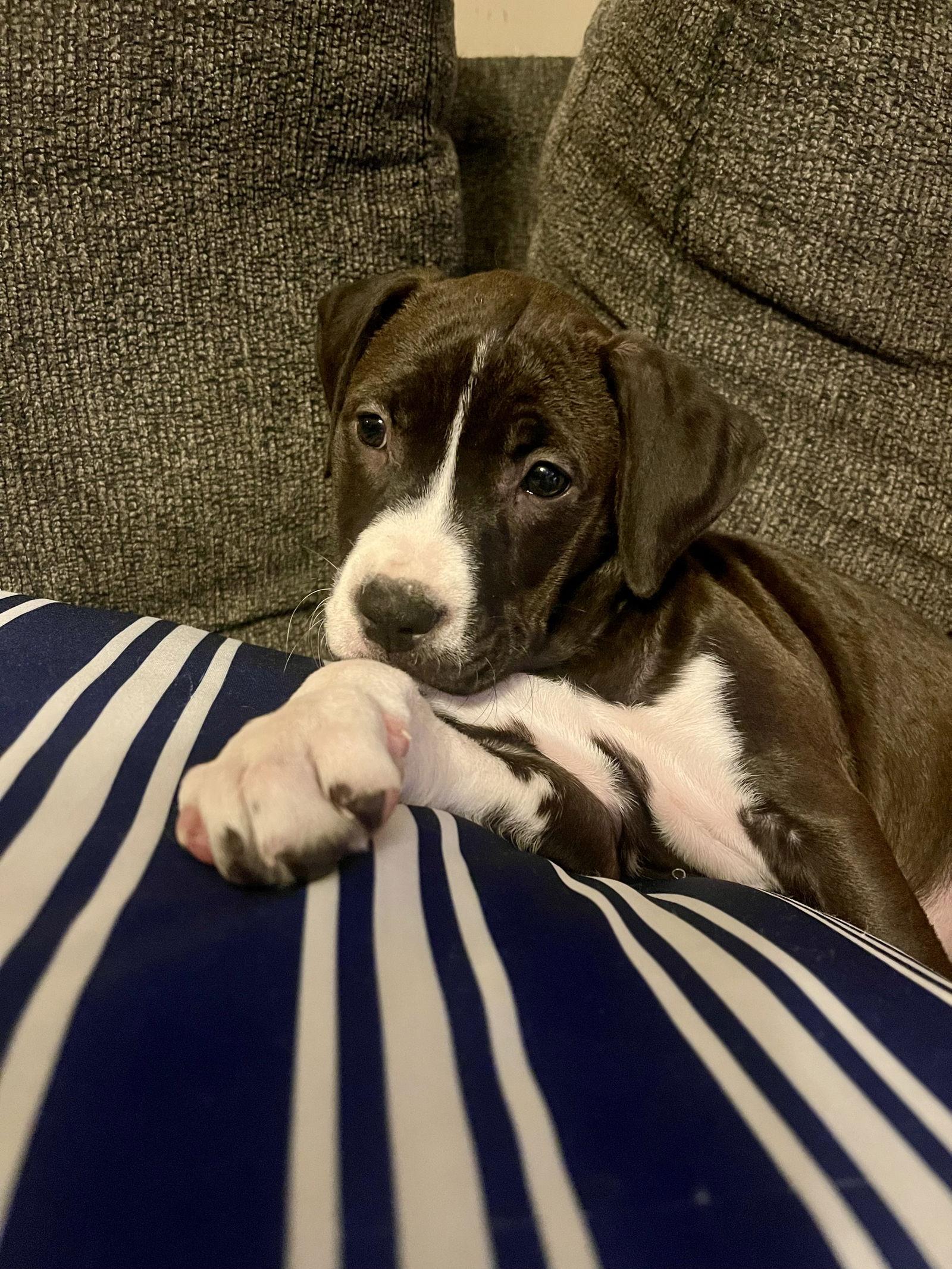 Frankie, Adoptable, Puppy Female Pit Bull Terrier & Pit Bull Terrier.