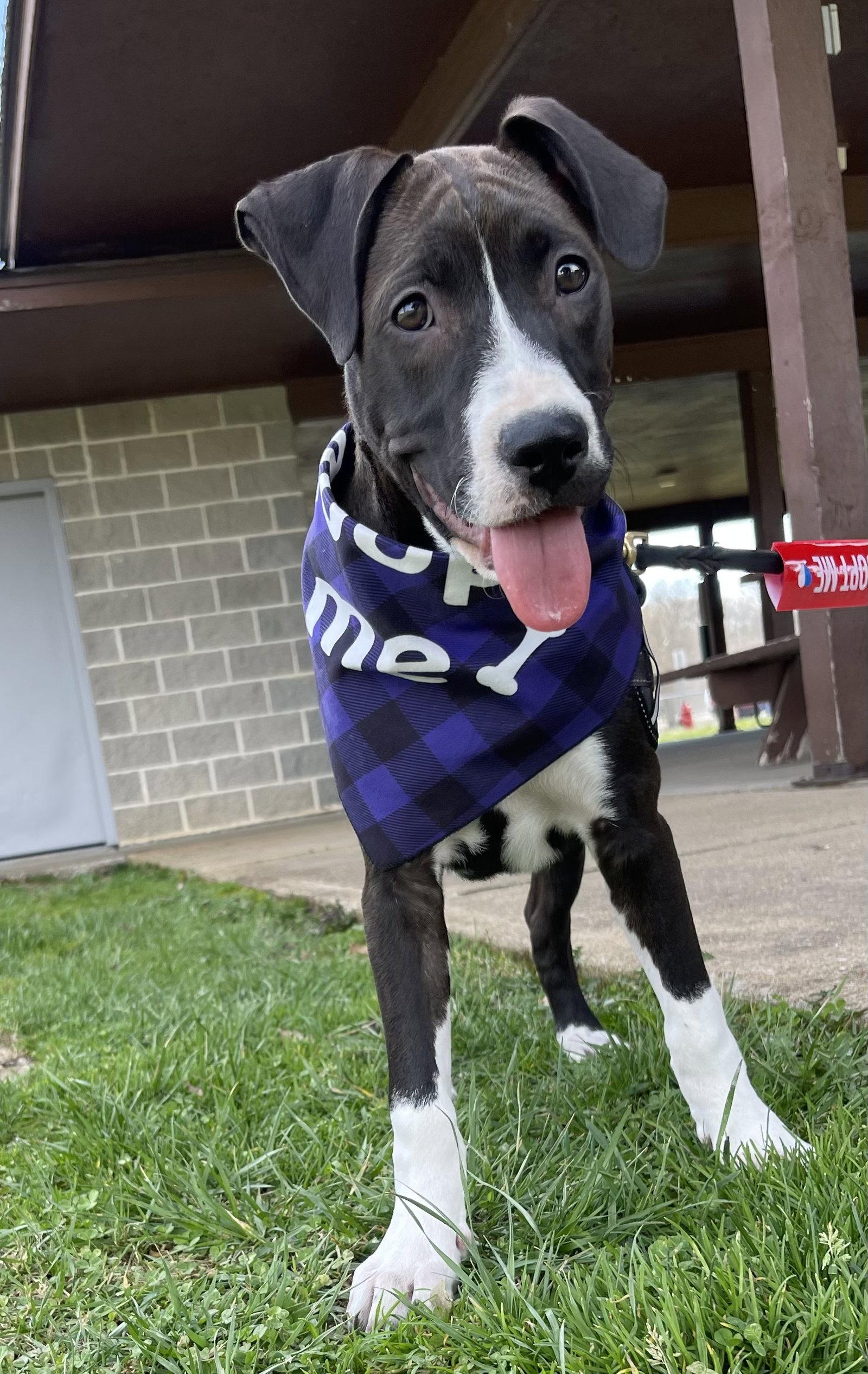 Enlarge Frankie, a Adoptable mixed breed in Barnhart, MO image 2/3