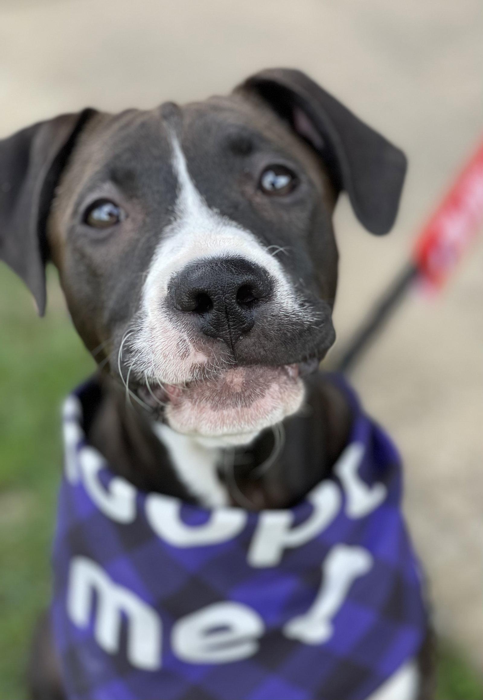 Enlarge Frankie, a Adoptable mixed breed in Barnhart, MO image 3/3