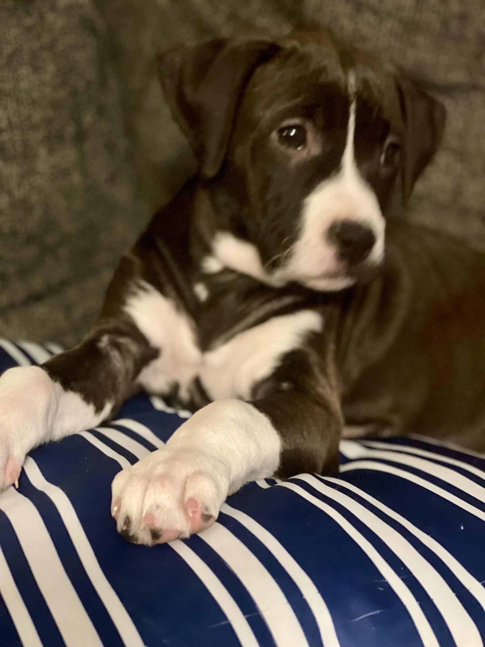 Frankie, a Adoptable mixed breed in Barnhart, MO image 2/3