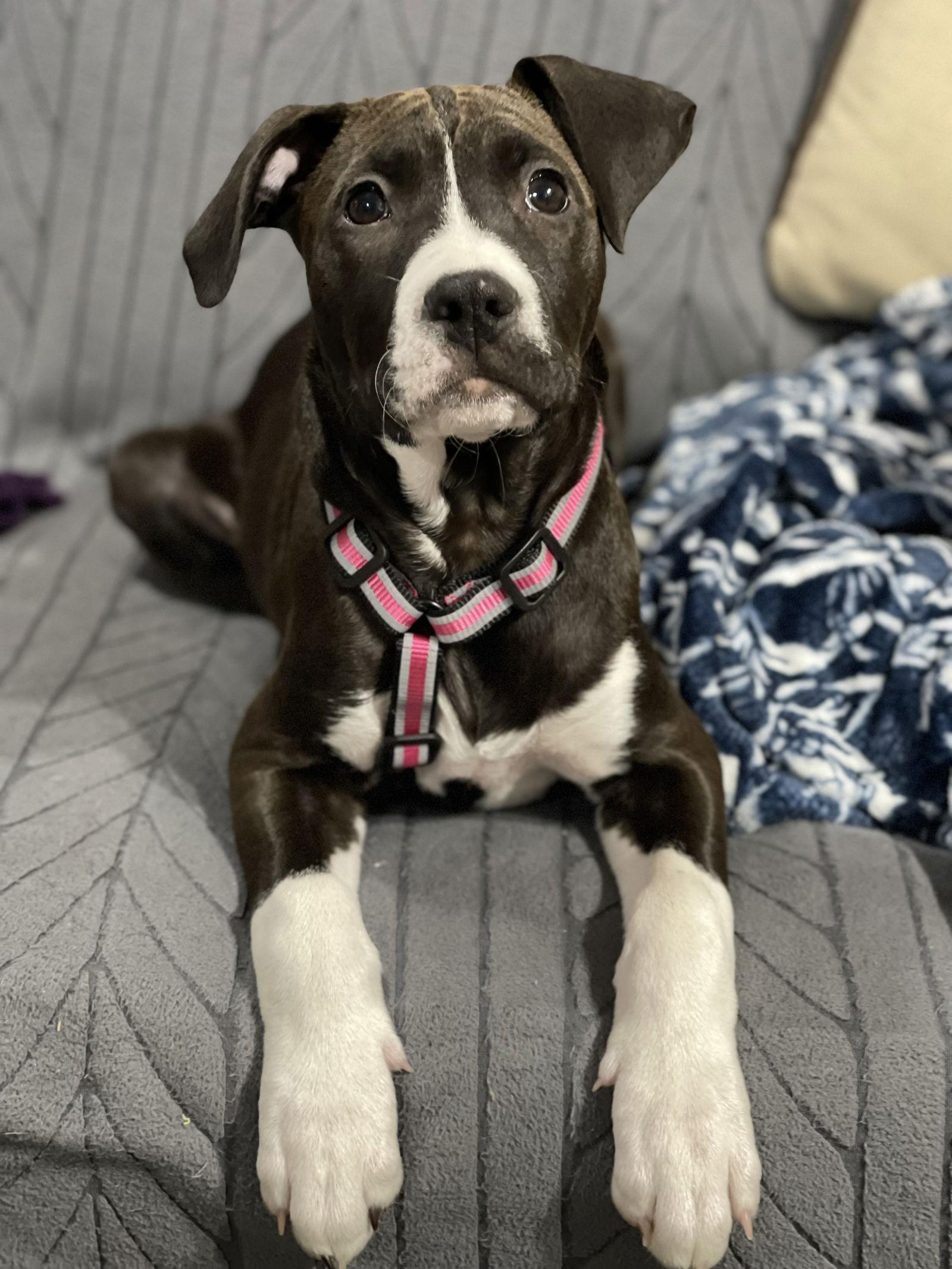 Enlarge Frankie, a Adoptable mixed breed in Barnhart, MO image 3/3