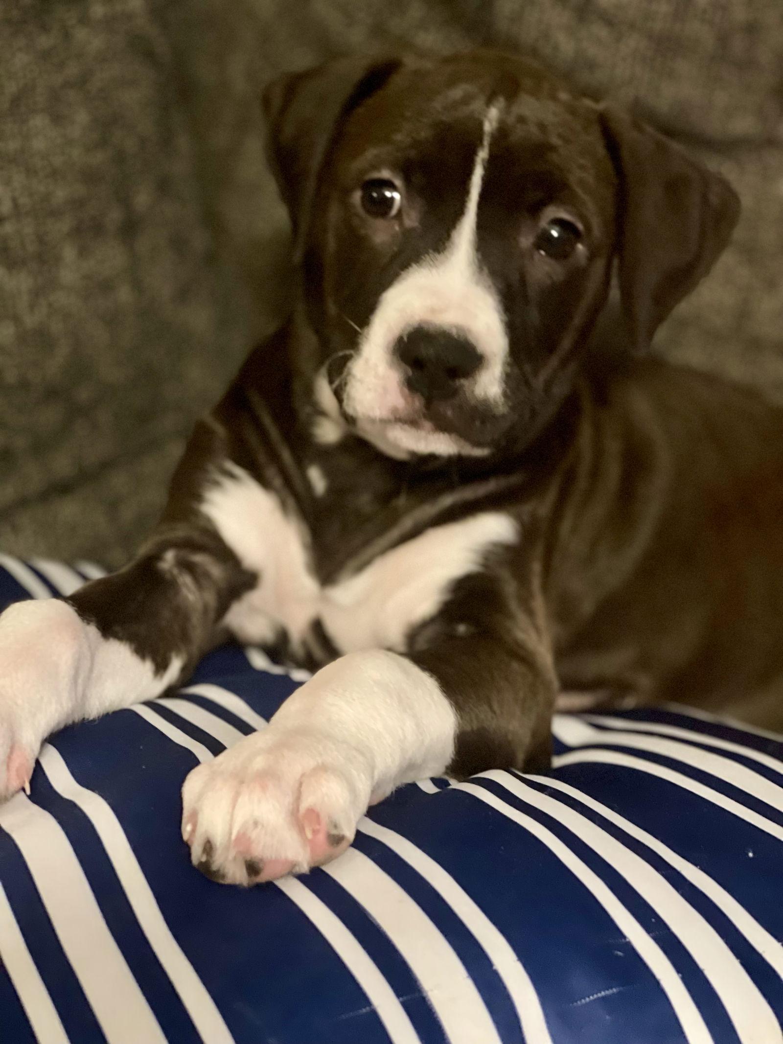 Frankie, a Adoptable mixed breed in Barnhart, MO image 3/3