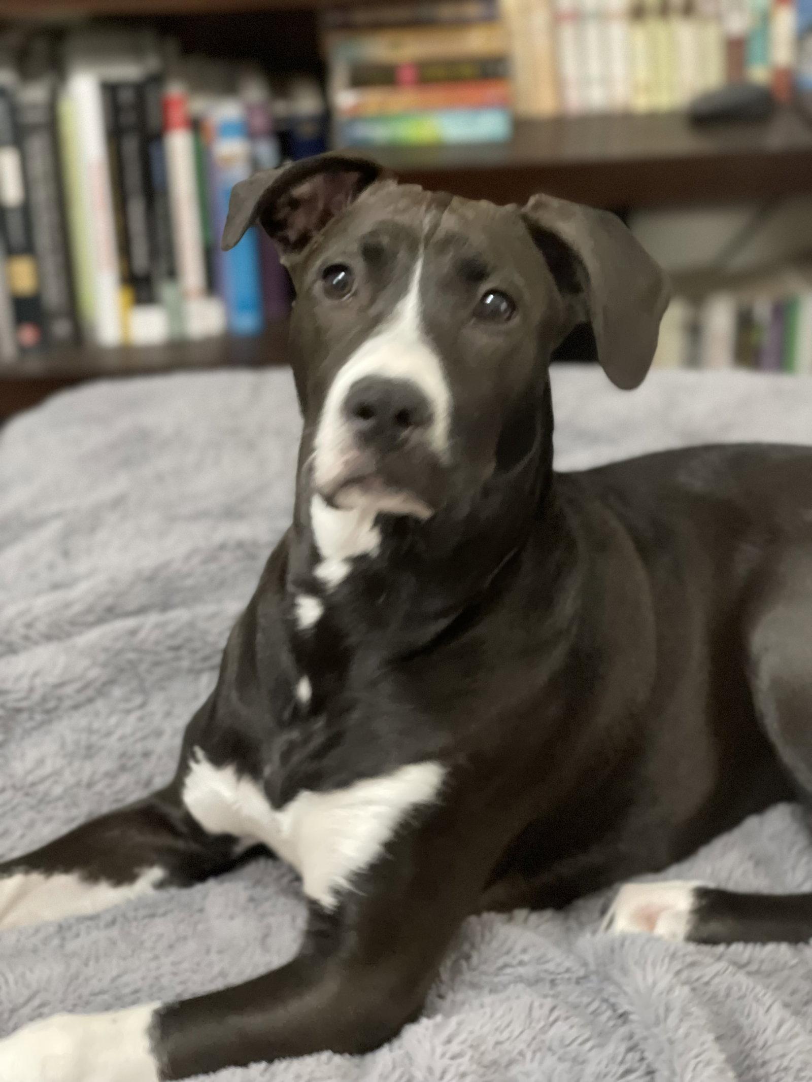Frankie, a Adoptable mixed breed in Barnhart, MO image 3/3