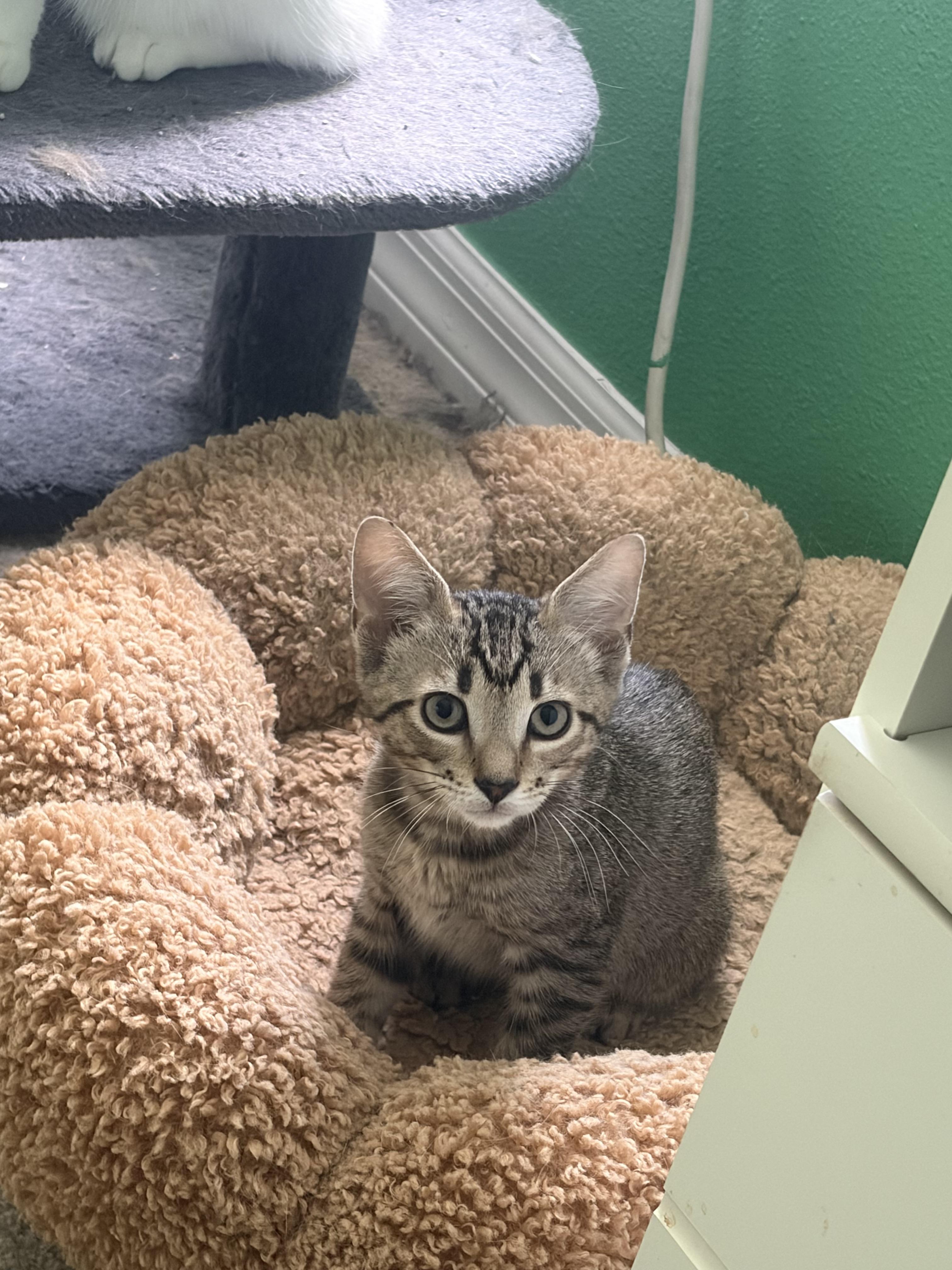 Taco, a ADOPTABLE Domestic Short Hair in Orlando, FL image 5/6