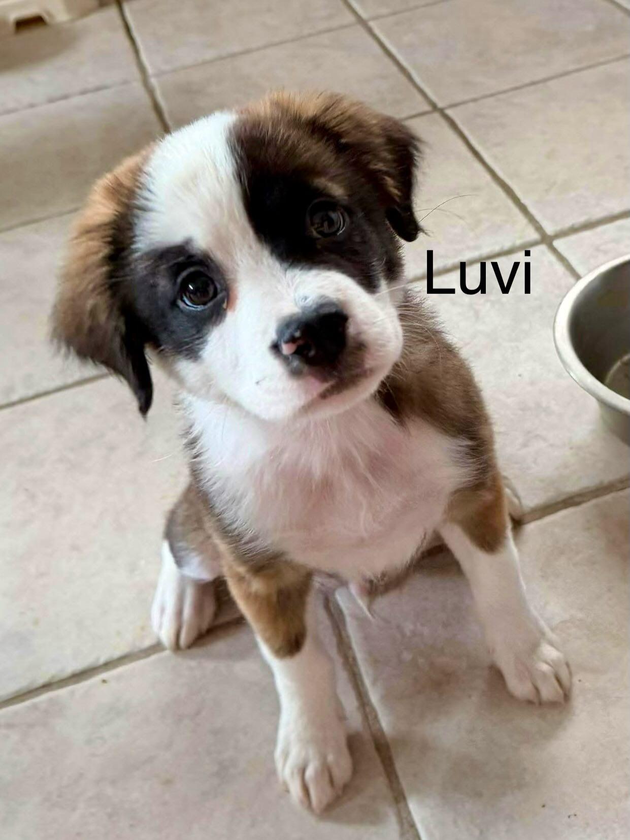 Enlarge Luvox, a Adoptable mixed breed in Phoenix, AZ image 1/2
