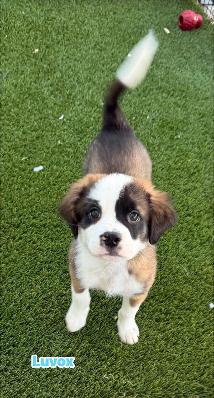 Enlarge Luvox, a Adoptable mixed breed in Phoenix, AZ image 2/2