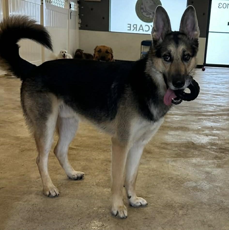 Enlarge Koda (AT PET PARADISE), a ADOPTABLE mixed breed in Myakka City, FL image 1/4