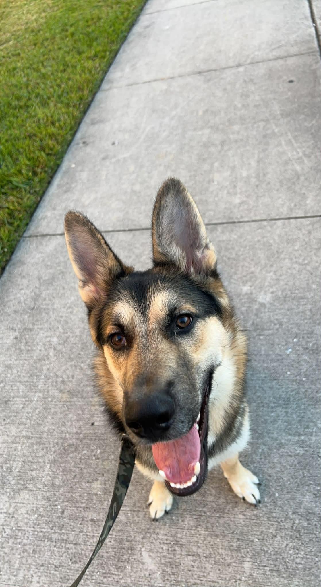 Enlarge Koda (AT PET PARADISE), a ADOPTABLE mixed breed in Myakka City, FL image 2/4