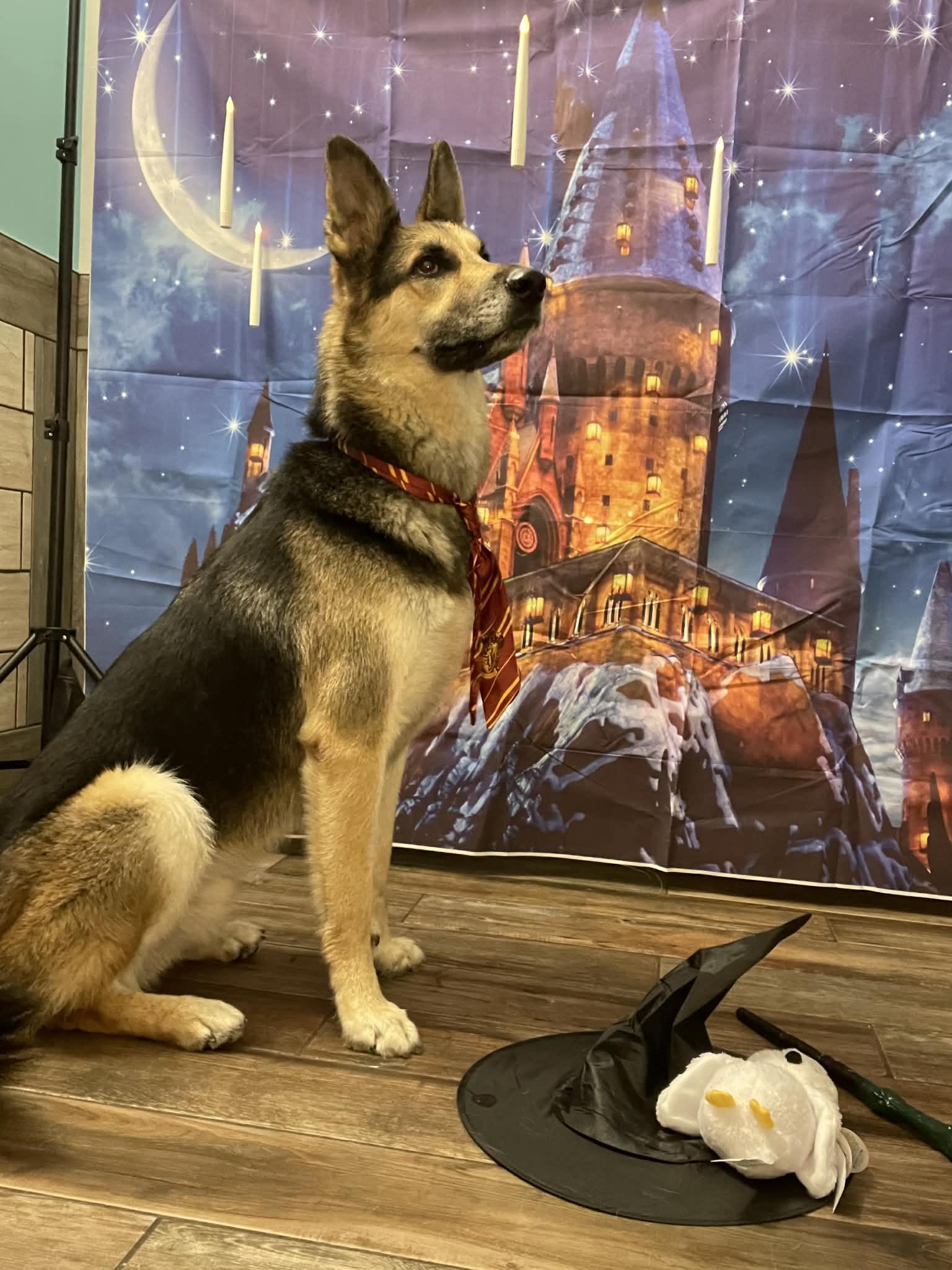 Enlarge Koda (AT PET PARADISE), a ADOPTABLE mixed breed in Myakka City, FL image 3/4