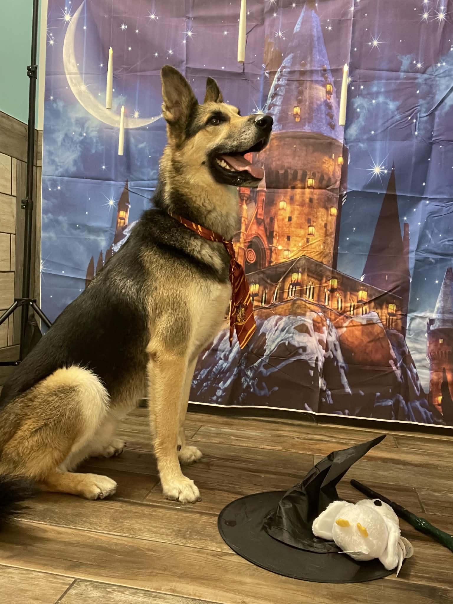 Enlarge Koda (AT PET PARADISE), a ADOPTABLE mixed breed in Myakka City, FL image 4/4