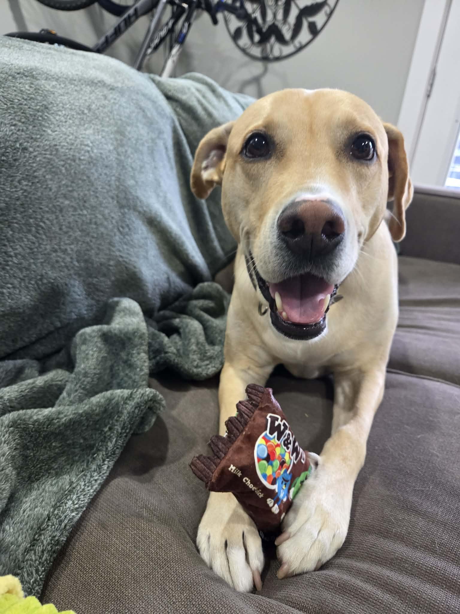 Apple, Adoptable, Adult Male Labrador Retriever.