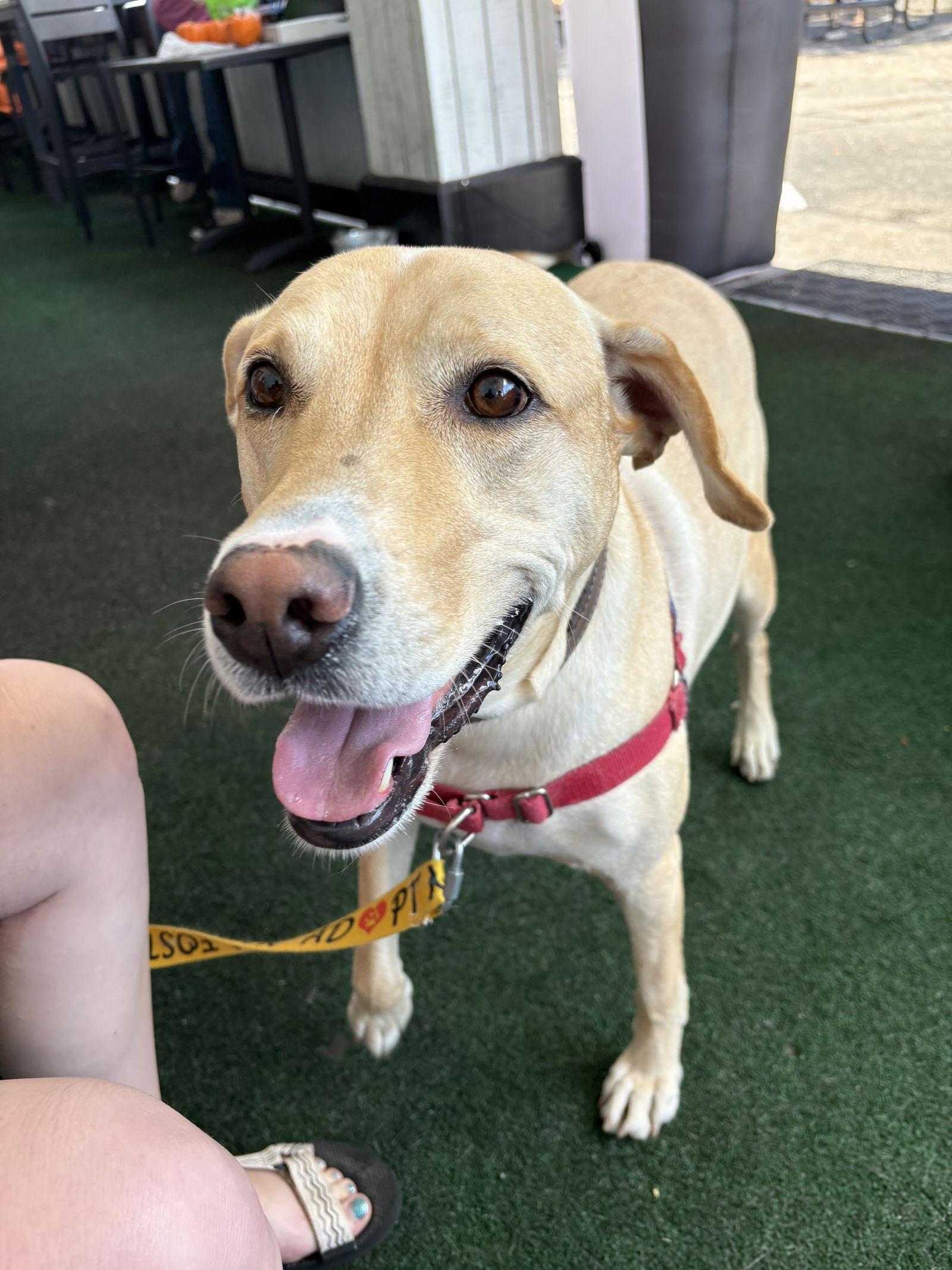 Apple, Adoptable, Adult Male Labrador Retriever.